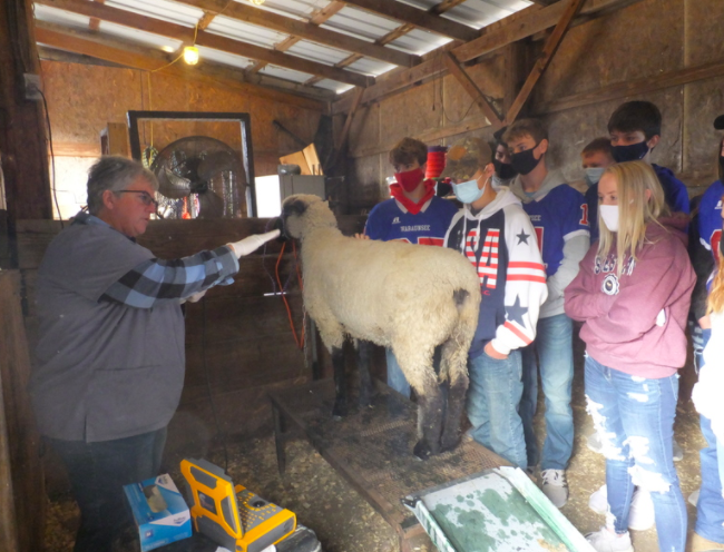 Students Learn About Ultrasounding Ewes